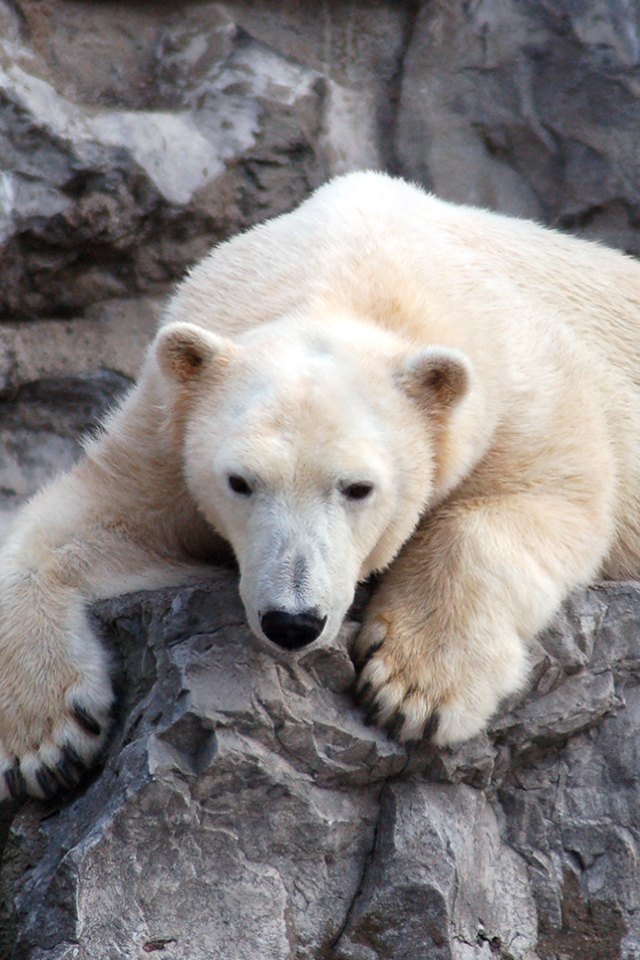 polar bear iphone wallpaper,mammal,vertebrate,polar bear,terrestrial animal,bear