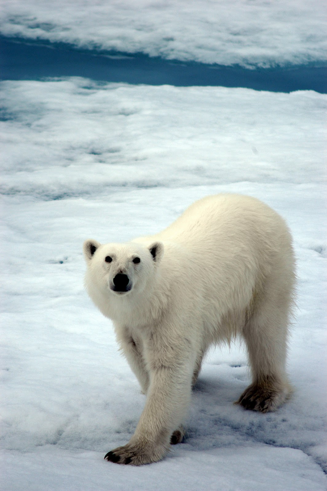 polar bear iphone wallpaper,polar bear,vertebrate,bear,mammal,polar ice cap