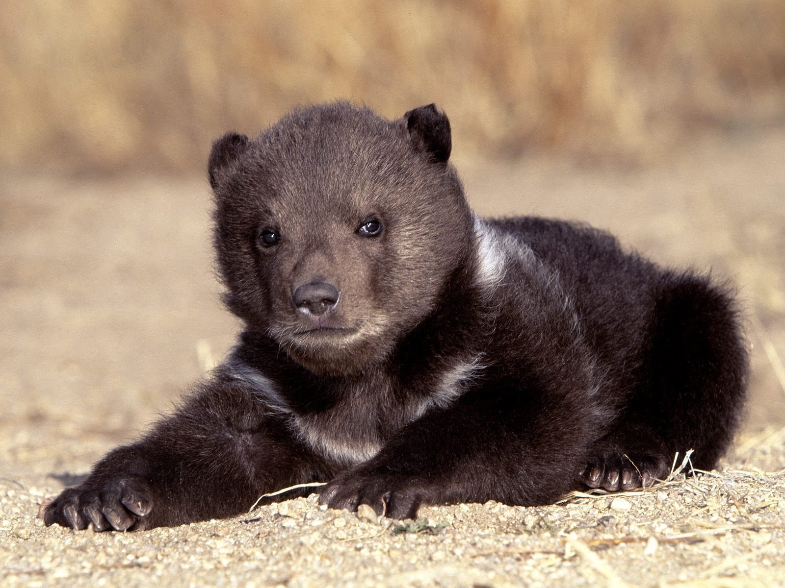 b r fond d'écran,animal terrestre,ours,faune,museau,fourrure