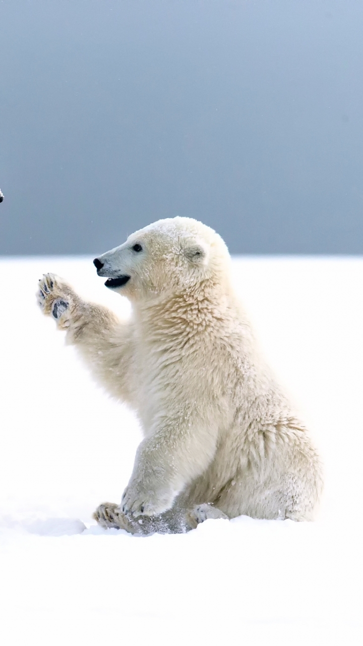 북극곰 아이폰 배경 화면,북극곰,곰,북극곰,북극,지상파 동물