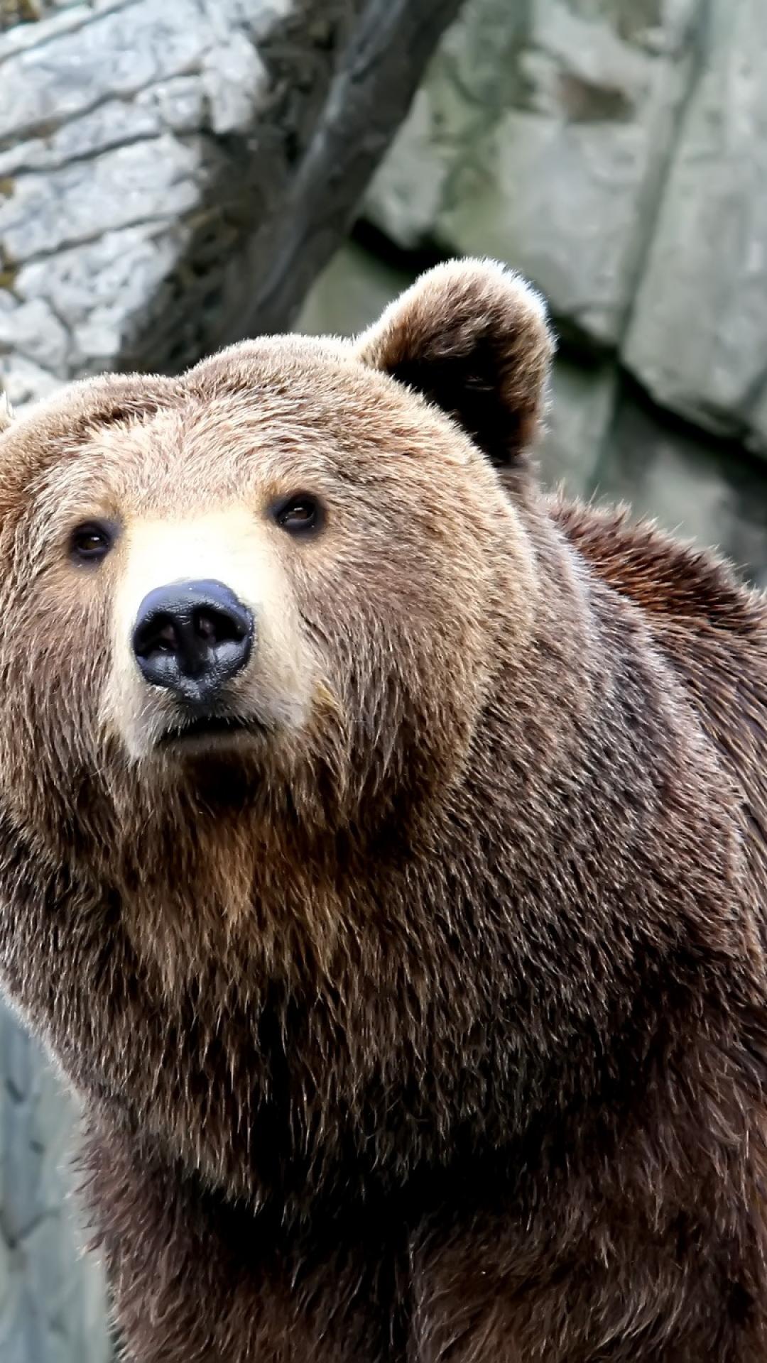 polar bear iphone wallpaper,mammal,brown bear,vertebrate,terrestrial animal,grizzly bear