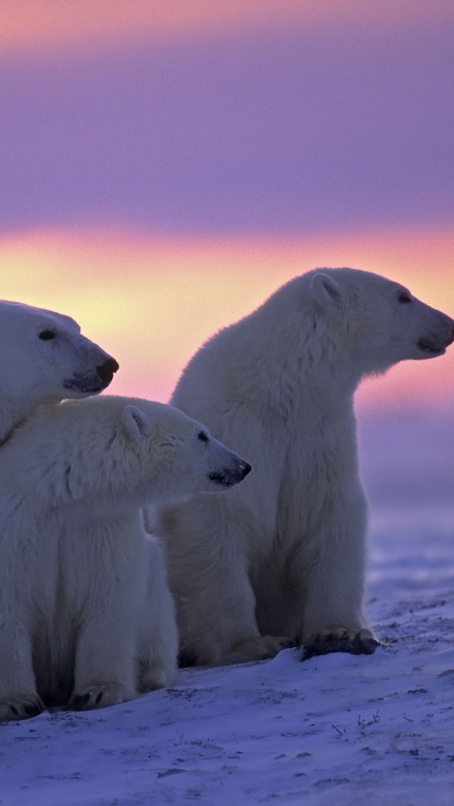 polar bear iphone wallpaper,polar bear,bear,polar ice cap,polar bear,arctic