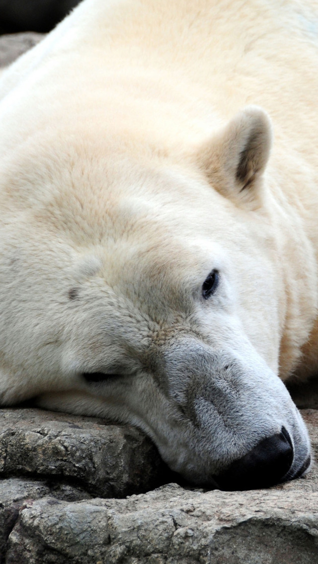 북극곰 아이폰 배경 화면,지상파 동물,주둥이,북극곰,야생 동물,곰