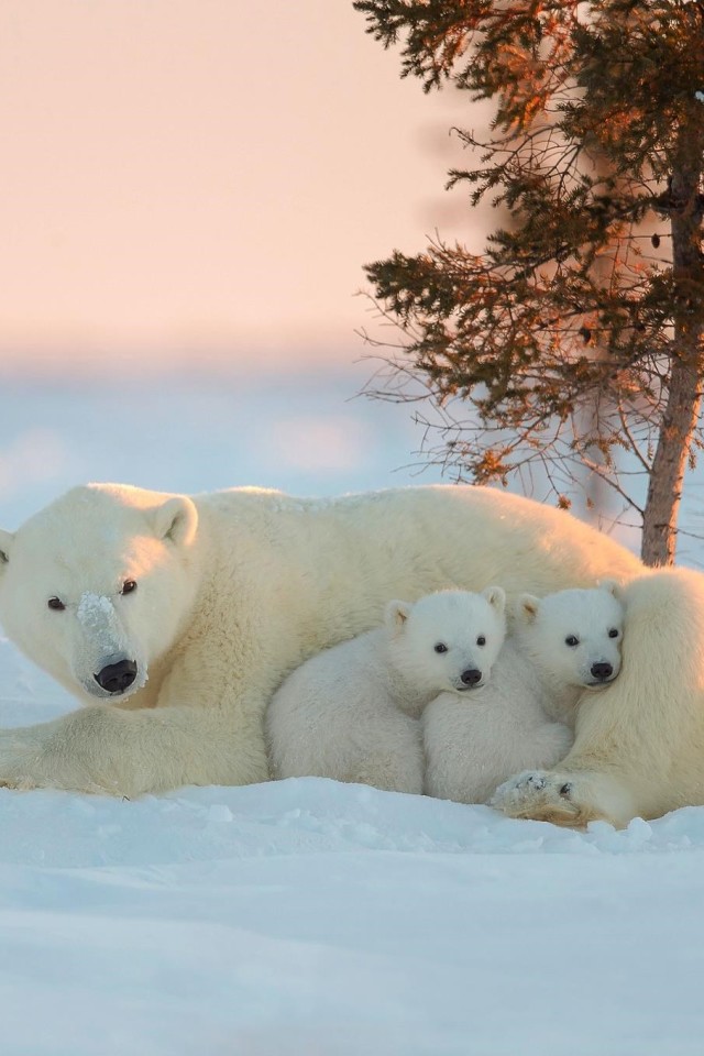 polar bear iphone wallpaper,polar bear,mammal,vertebrate,bear,natural environment