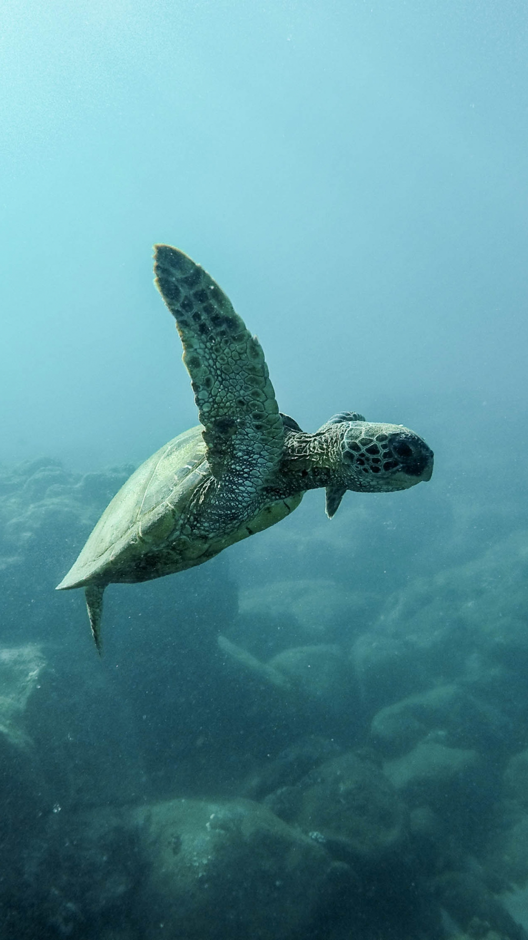 turtle iphone wallpaper,sea turtle,olive ridley sea turtle,hawksbill sea turtle,green sea turtle,kemp's ridley sea turtle