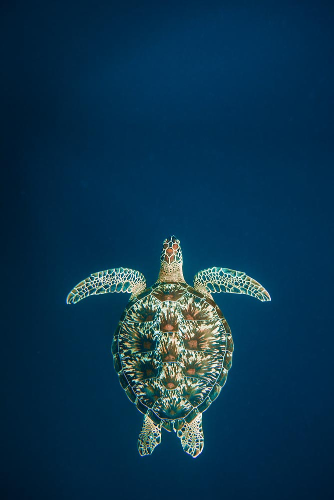 turtle iphone wallpaper,sea turtle,green sea turtle,turtle,blue,aqua