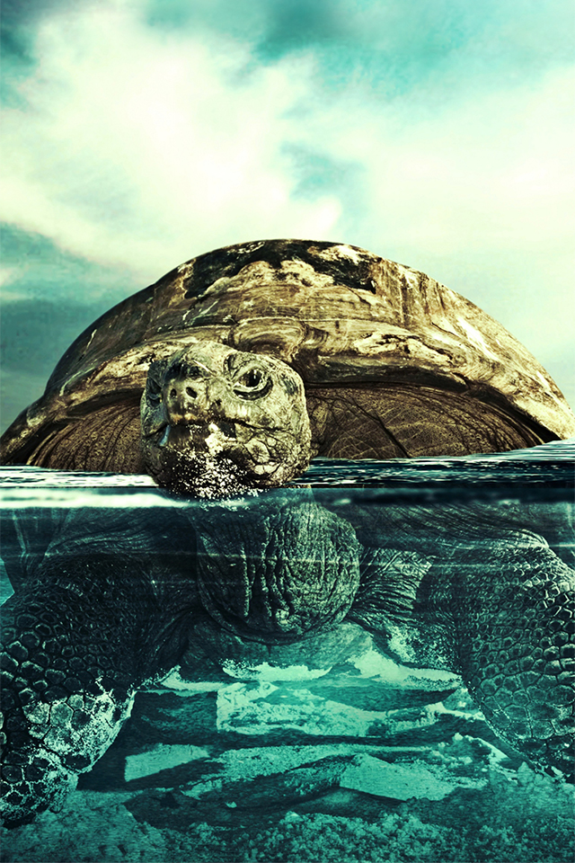 tortuga fondo de pantalla para iphone,tortuga,tortuga,reptil,tortuga gal pagos,tortuga marina