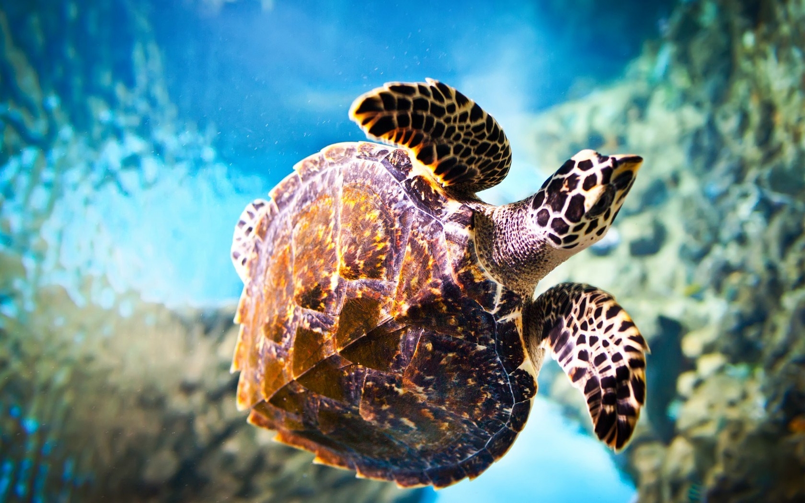 turtle iphone wallpaper,sea turtle,hawksbill sea turtle,green sea turtle,turtle,loggerhead sea turtle