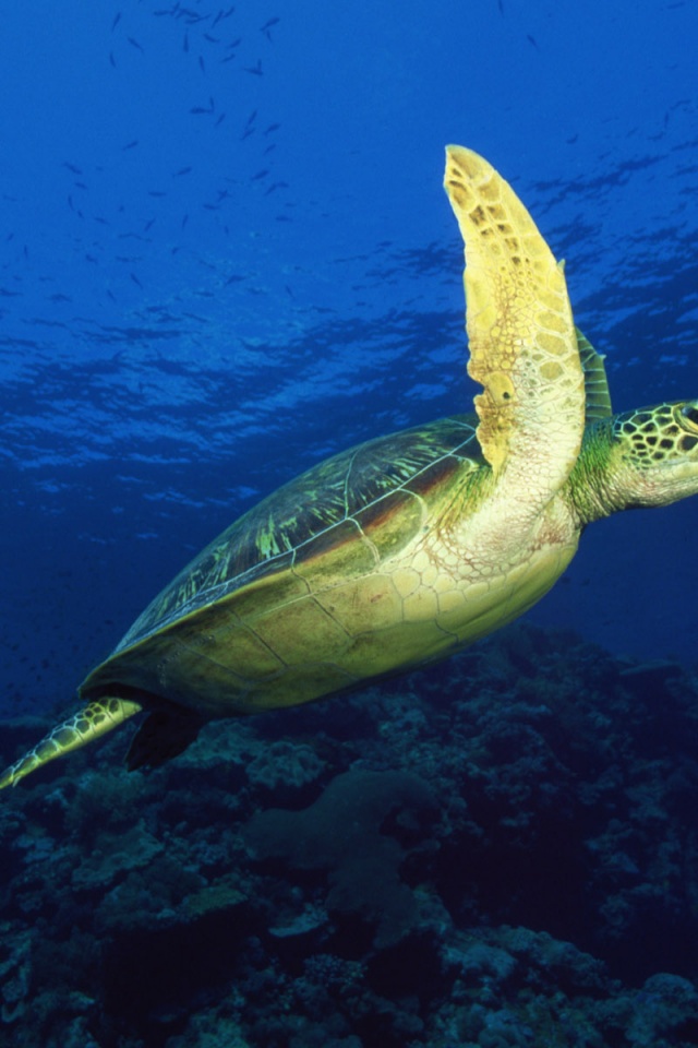turtle iphone wallpaper,sea turtle,green sea turtle,turtle,underwater,marine biology