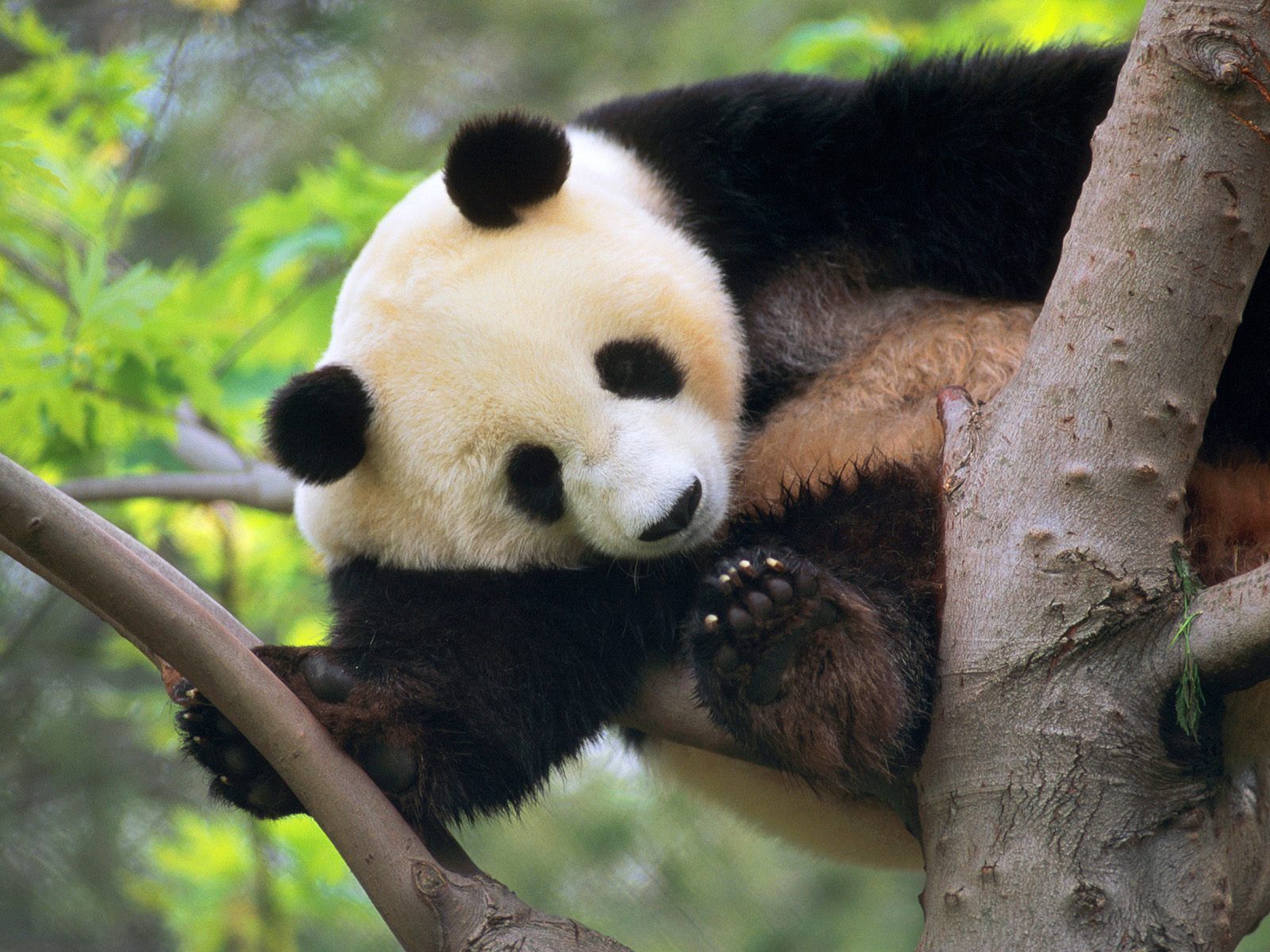 panda desktop wallpaper,panda,mammal,vertebrate,terrestrial animal,nature reserve