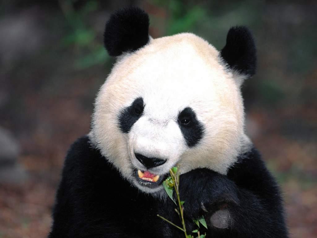 fond d'écran panda,panda,animal terrestre,ours,museau,fourrure