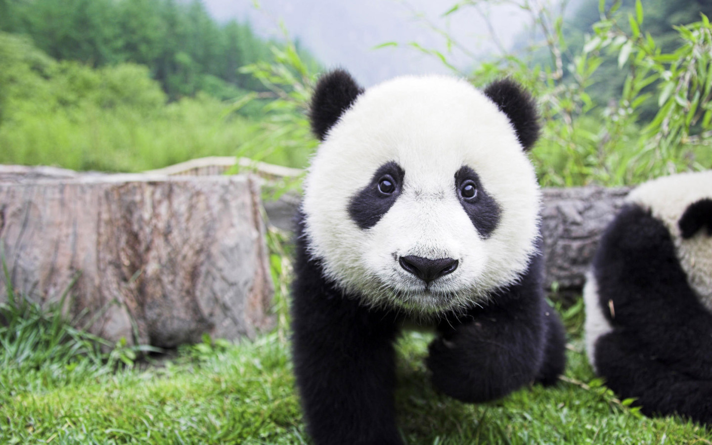 panda desktop wallpaper,panda,mammal,terrestrial animal,vertebrate,nature reserve