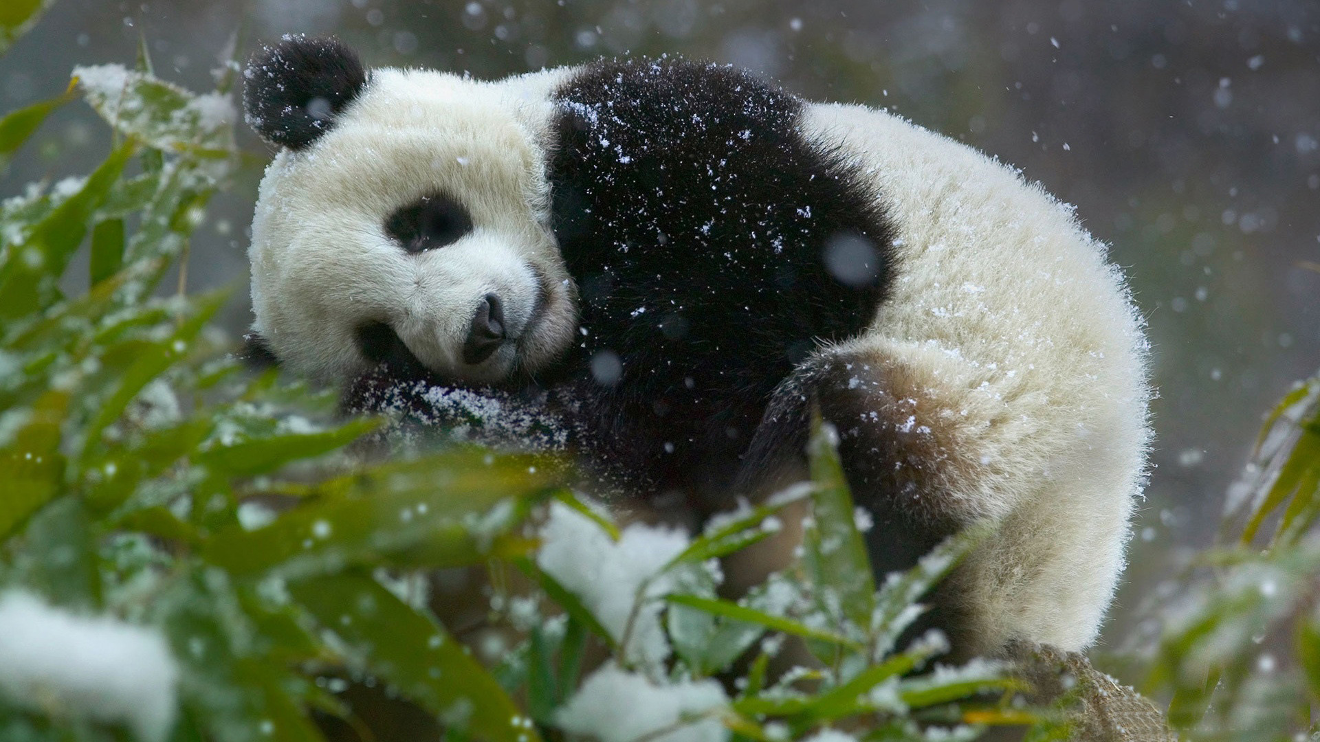 panda desktop wallpaper,panda,vertebrate,mammal,terrestrial animal,bear
