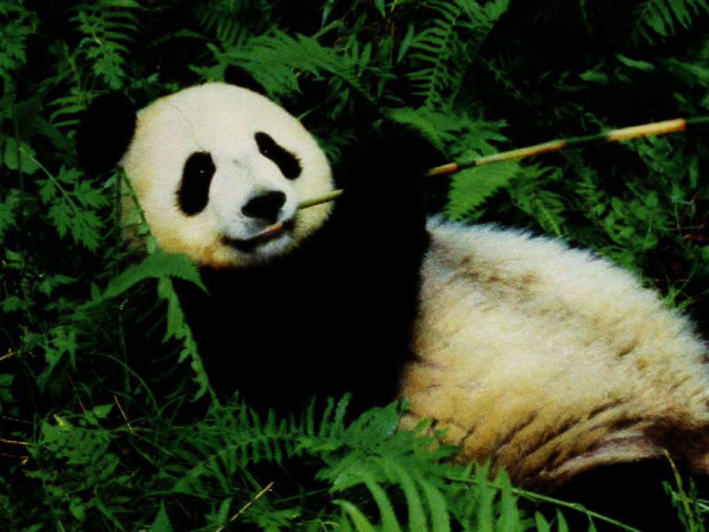 panda desktop hintergrund,panda,bär,landtier,schnauze