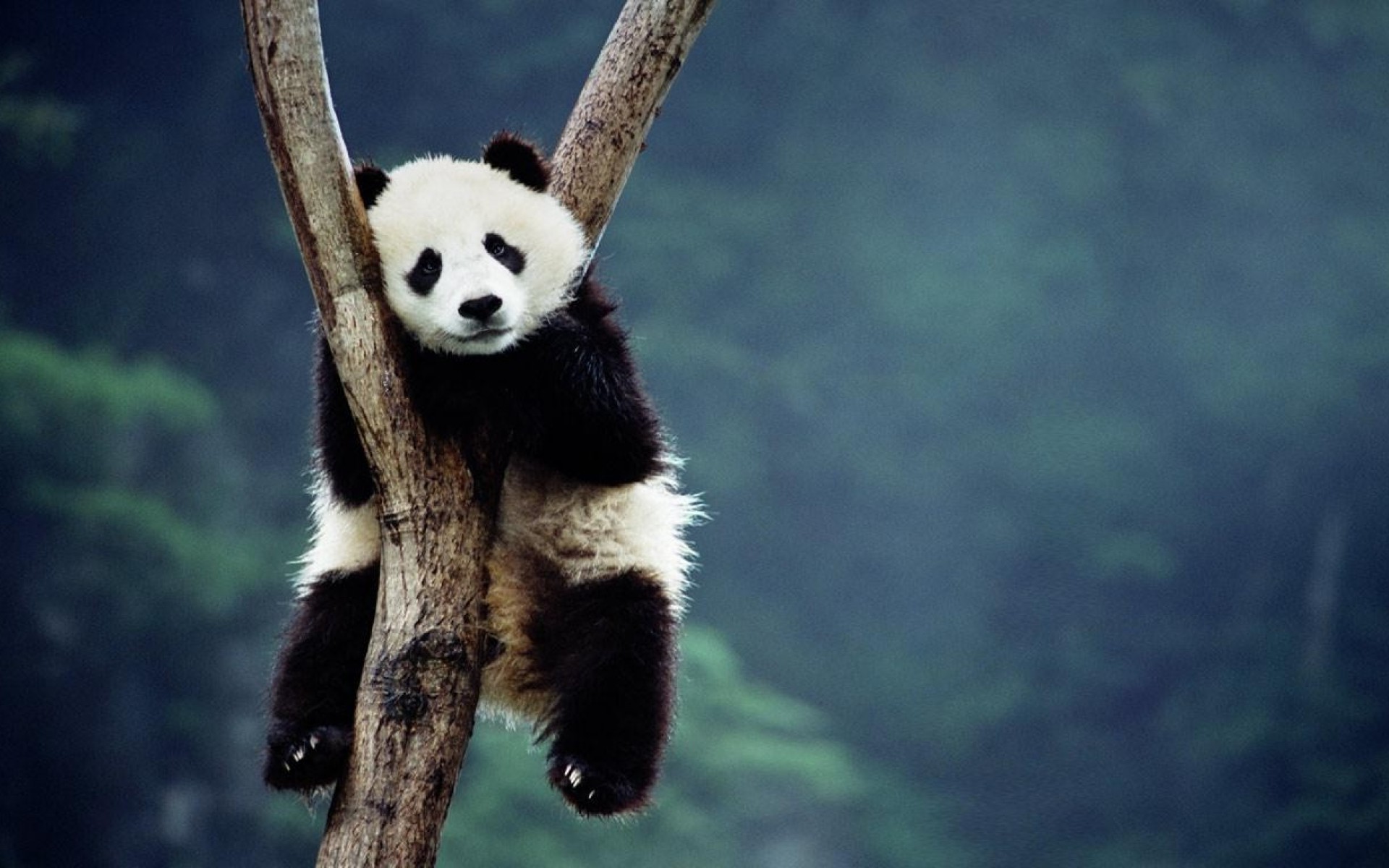 panda desktop wallpaper,panda,vertebrate,mammal,terrestrial animal,bear