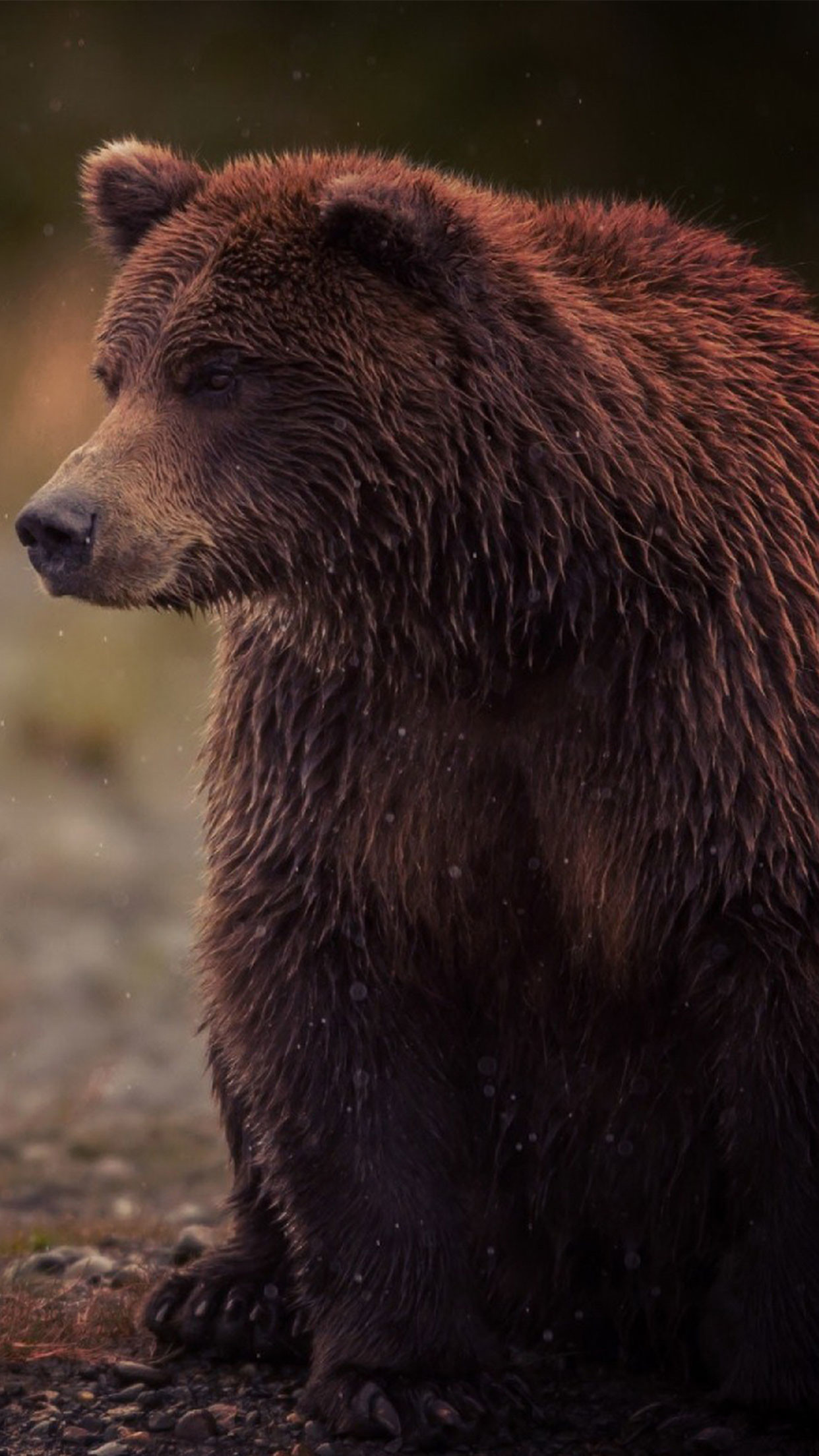 bear iphone wallpaper,brown bear,vertebrate,bear,grizzly bear,mammal