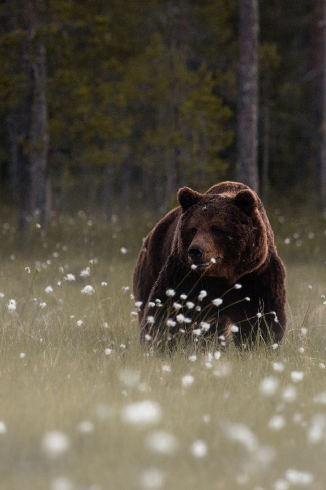 bear iphone wallpaper,brown bear,vertebrate,grizzly bear,bear,mammal