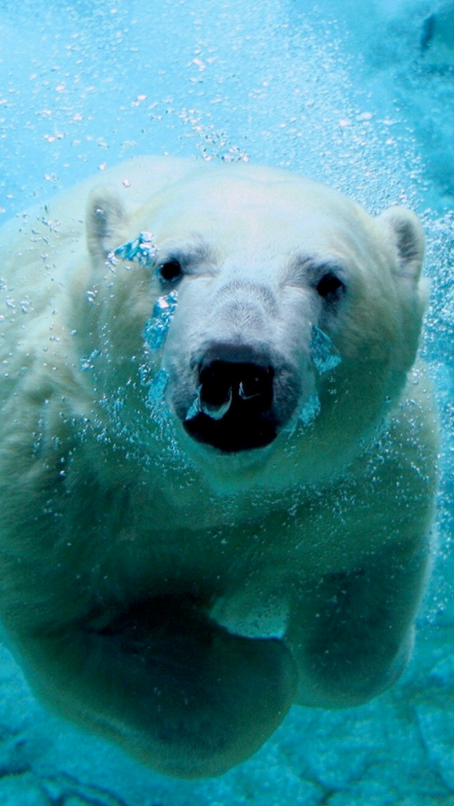 orso iphone wallpaper,orso polare,orso,orso polare,animale terrestre,grugno