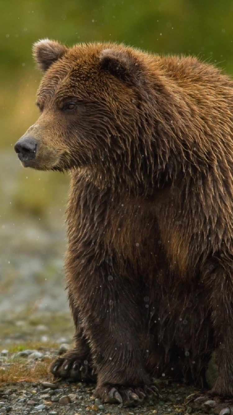 クマのiphoneの壁紙,ヒグマ,ハイイログマ,陸生動物,くま,野生動物