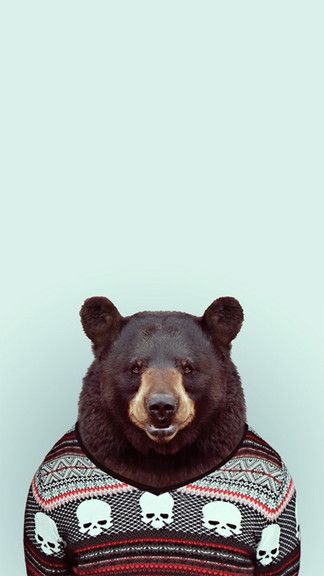 orso iphone wallpaper,orso,orso nero americano,orso grizzly,orso bruno,marrone