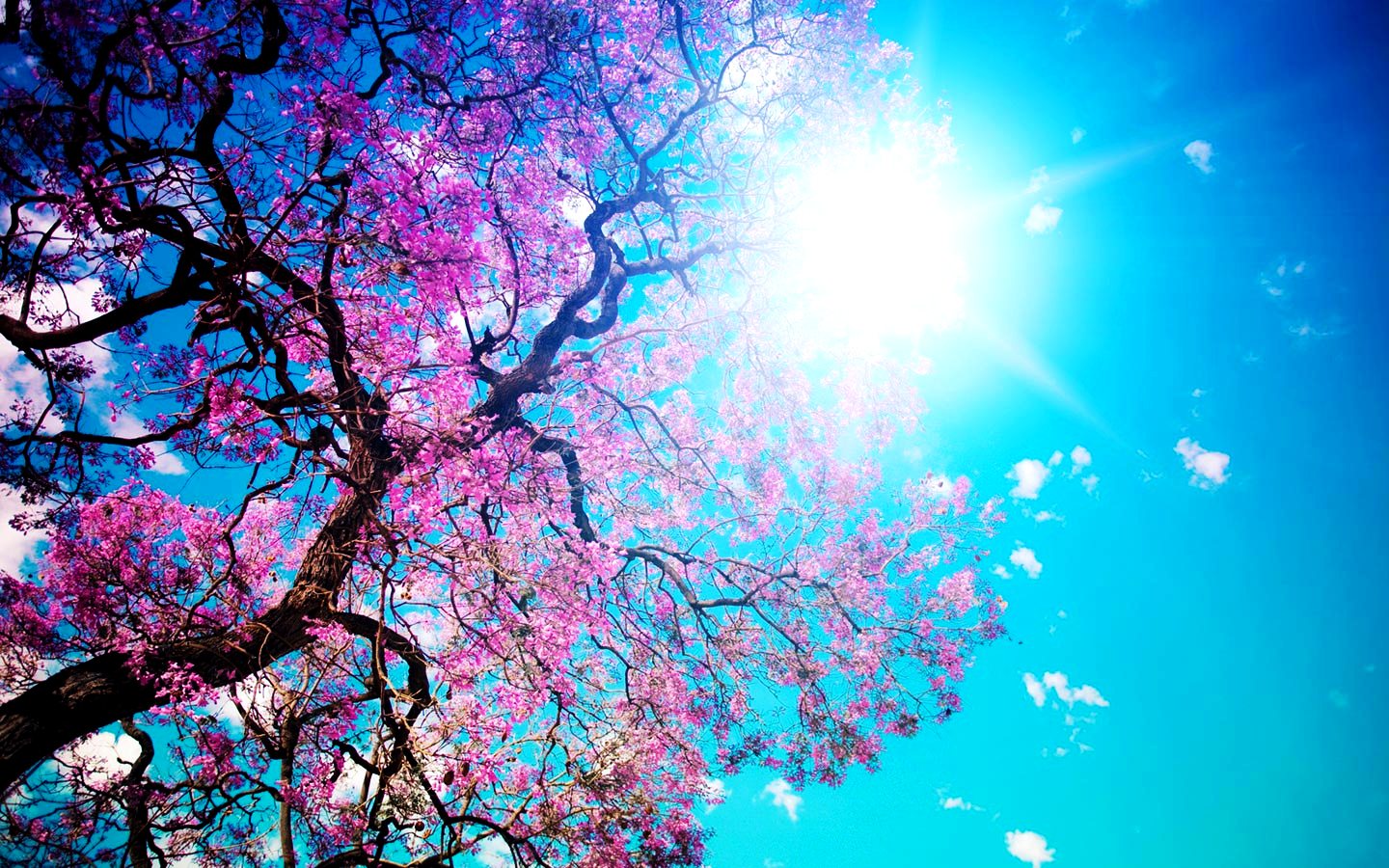 bilgisayar wallpaper,sky,blue,blossom,spring,cherry blossom