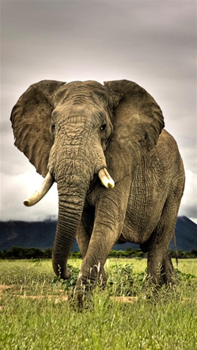 象のiphoneの壁紙,象,陸生動物,象とマンモス,野生動物,インド象