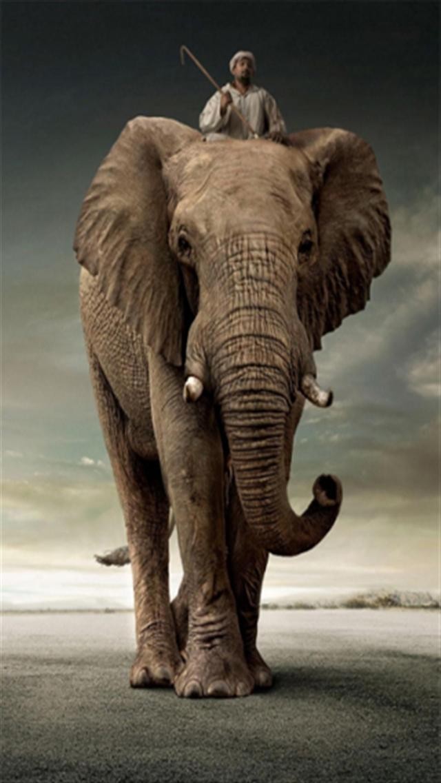 elefant iphone wallpaper,elefant,elefanten und mammuts,landtier,indischer elefant,tierwelt