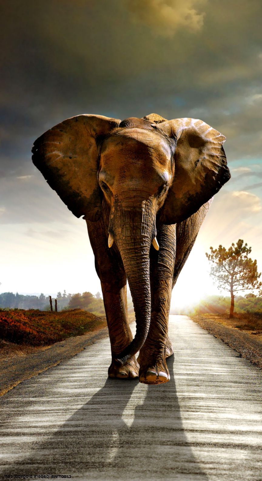 elephant iphone wallpaper,elephant,elephants and mammoths,african elephant,wildlife,terrestrial animal