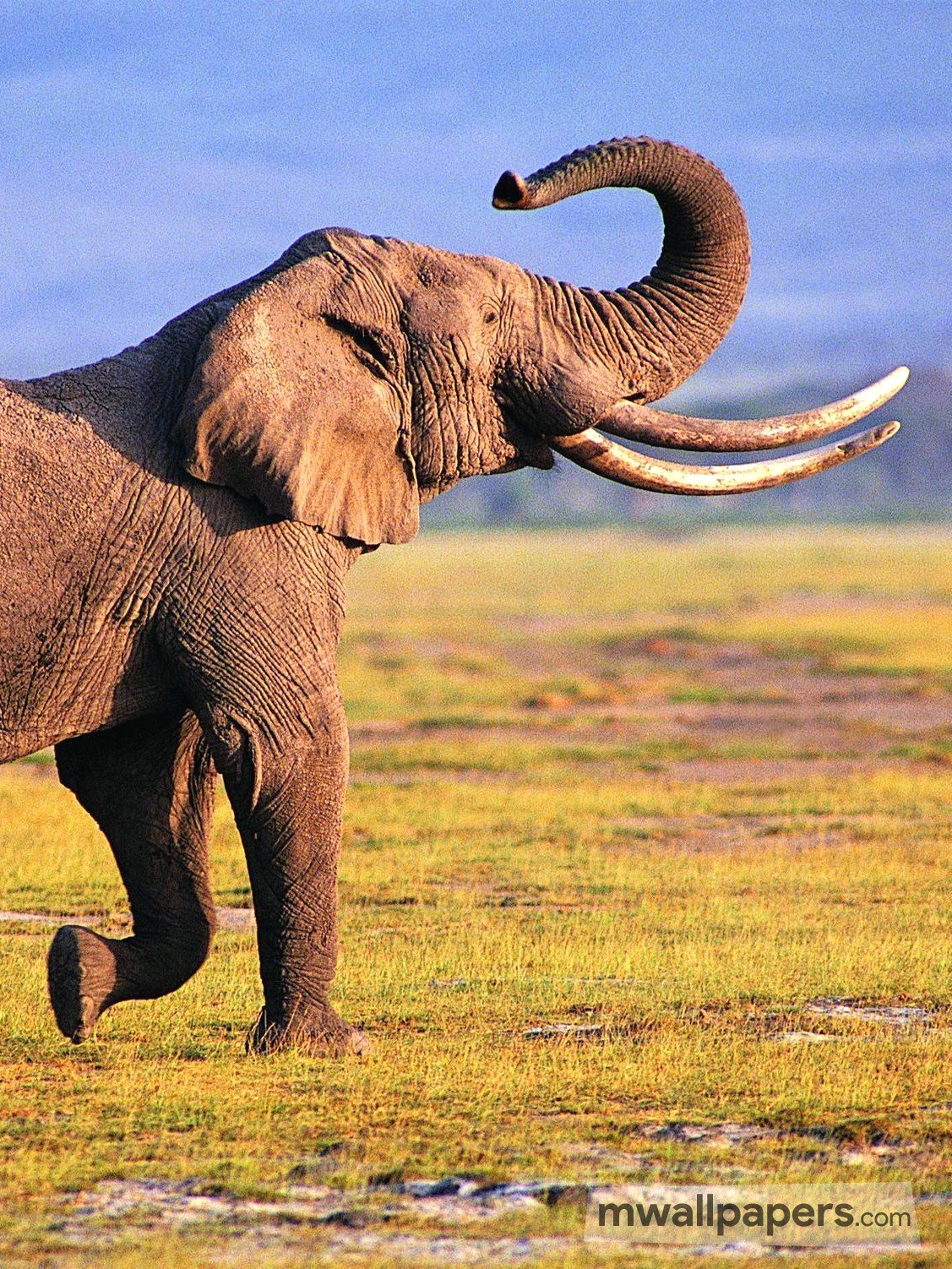 carta da parati iphone elefante,elefante,elefanti e mammut,animale terrestre,natura,elefante indiano