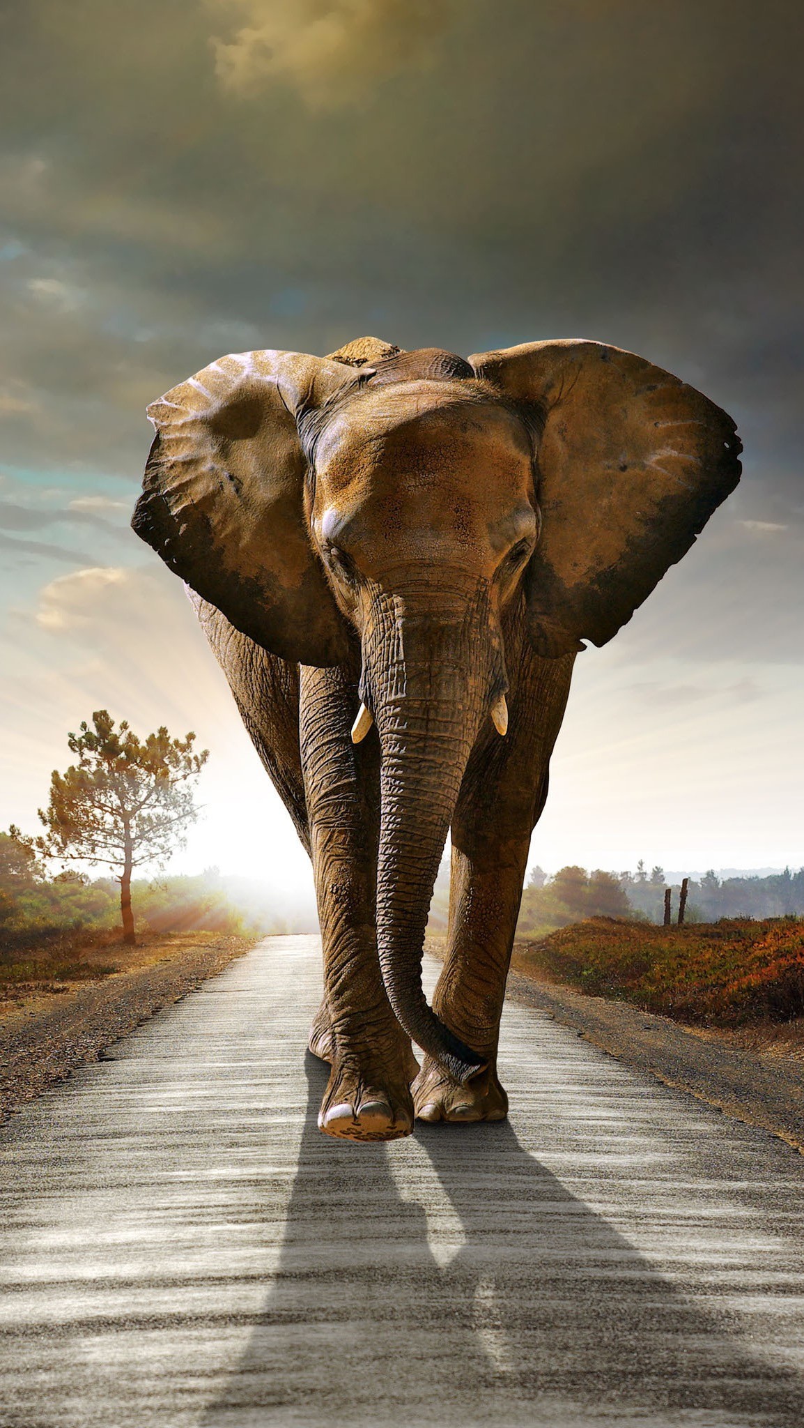 elefant iphone wallpaper,elefant,elefanten und mammuts,indischer elefant,afrikanischer elefant,landtier
