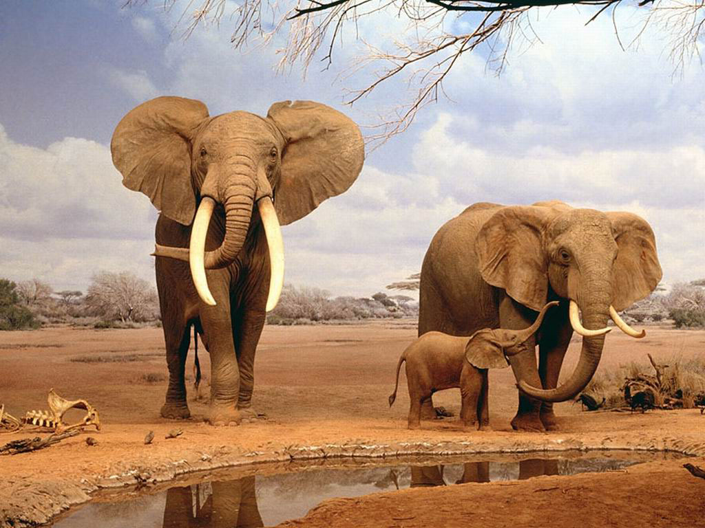 carta da parati iphone elefante,elefante,elefanti e mammut,animale terrestre,elefante indiano,natura