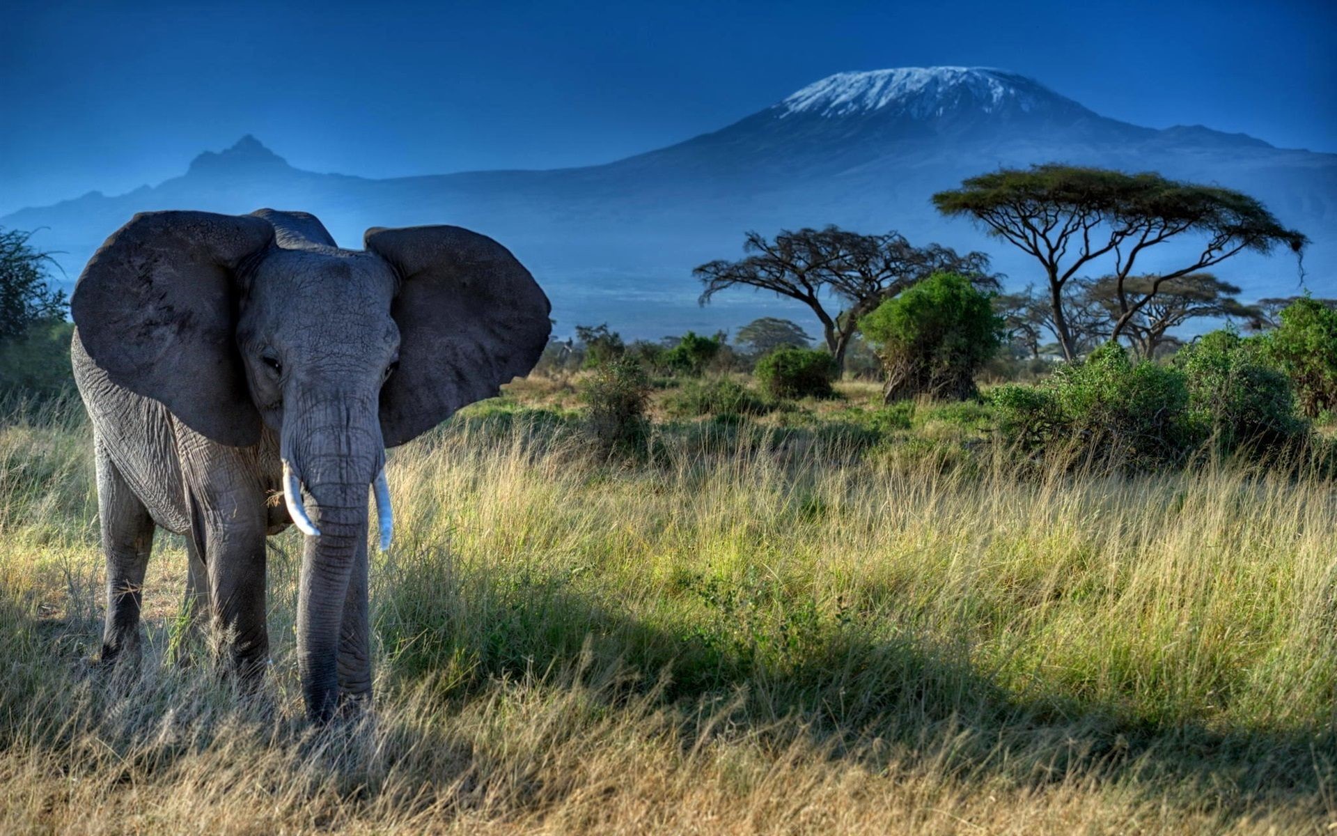 elephant iphone wallpaper,elephant,wildlife,elephants and mammoths,terrestrial animal,natural landscape