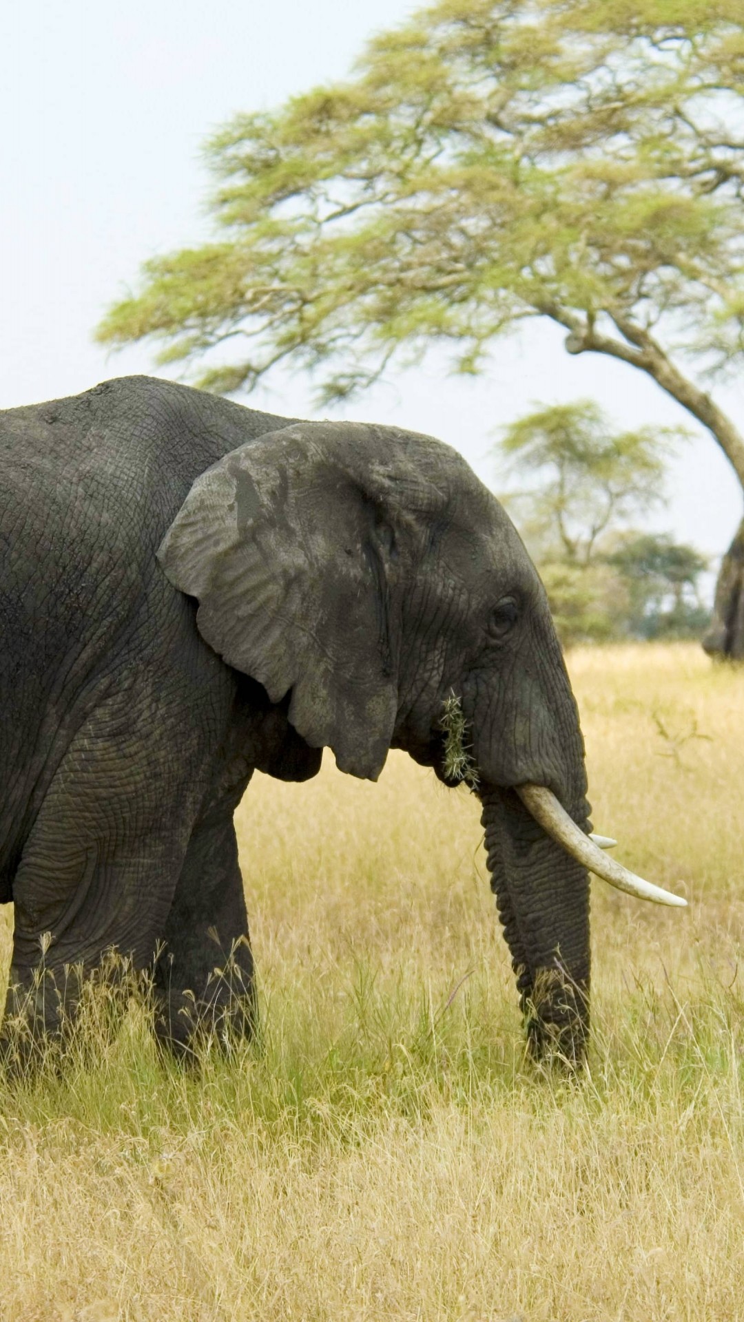 carta da parati iphone elefante,animale terrestre,elefante,elefanti e mammut,natura,elefante africano