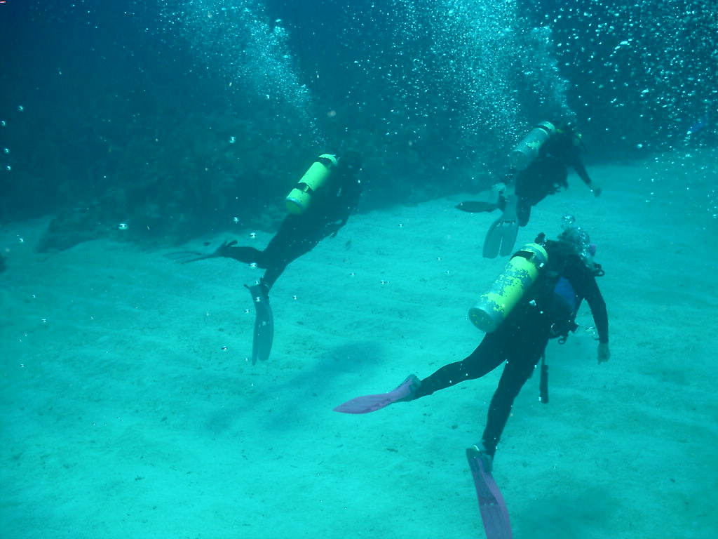 scuba wallpaper,scuba diving,water,underwater,marine biology,divemaster