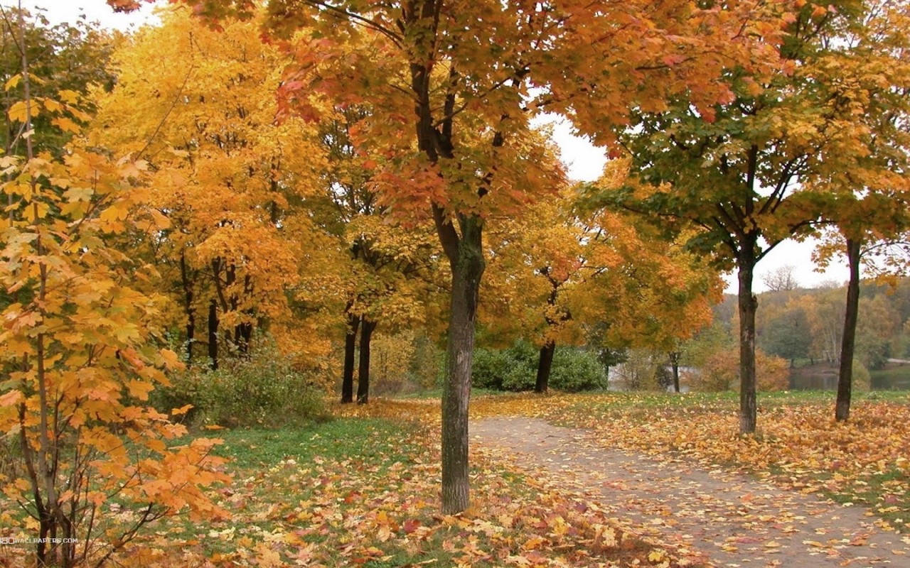 nature wallpapers for desktop background full screen,tree,natural landscape,leaf,nature,autumn