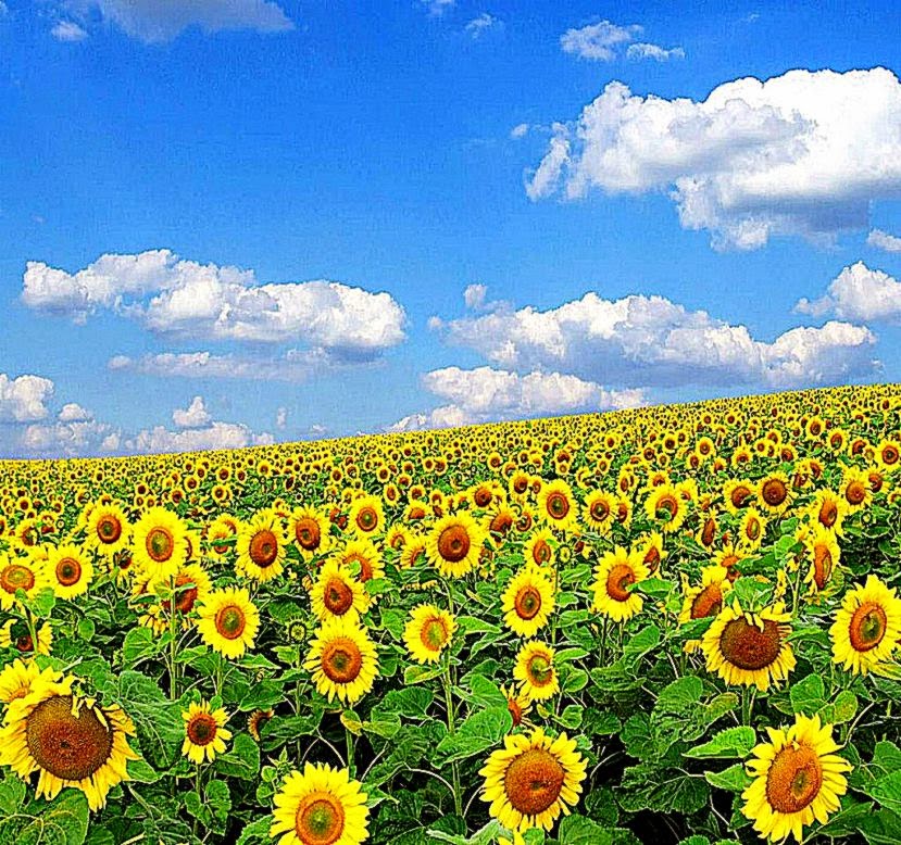 nature wallpapers for desktop background full screen,flower,sunflower,field,plant,sky