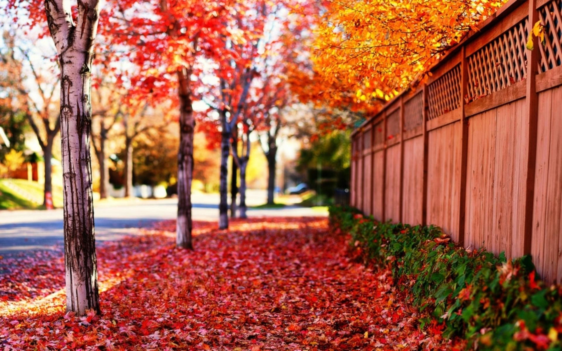 sfondi natura per lo sfondo del desktop a schermo intero,albero,foglia,natura,rosso,paesaggio naturale