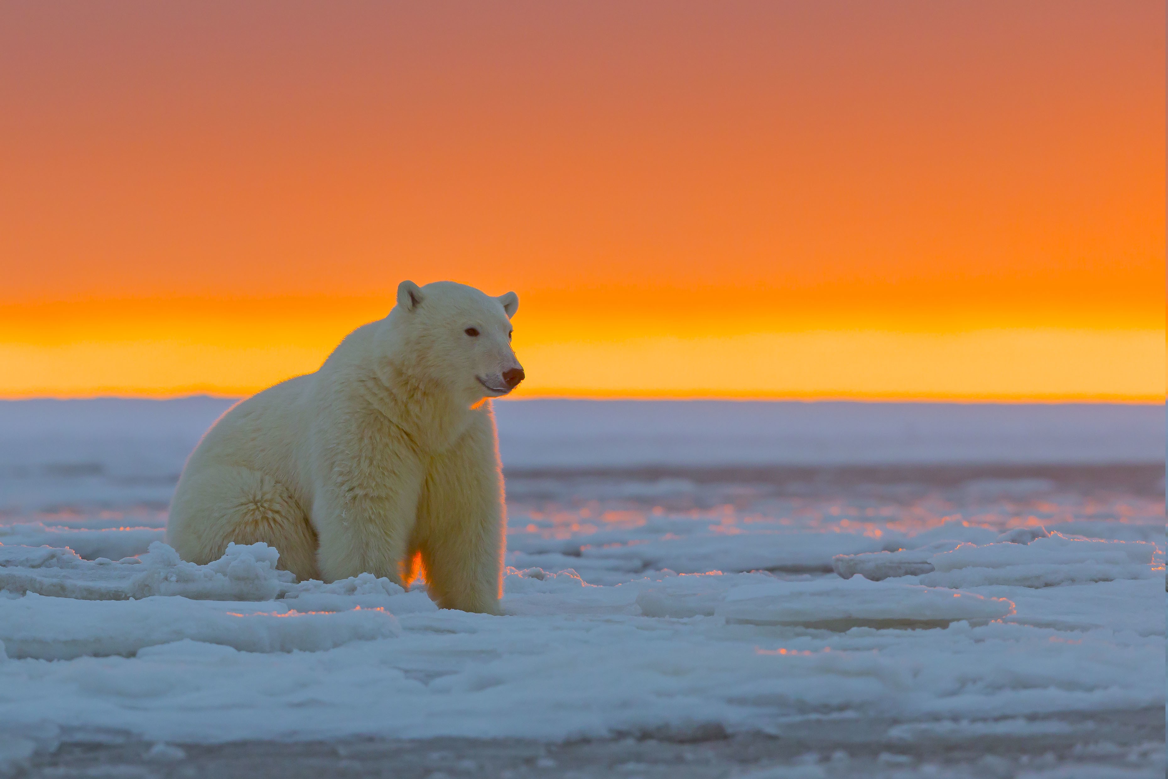 ours polaire fond d'écran hd,ours polaire,ours,arctique,océan arctique,faune