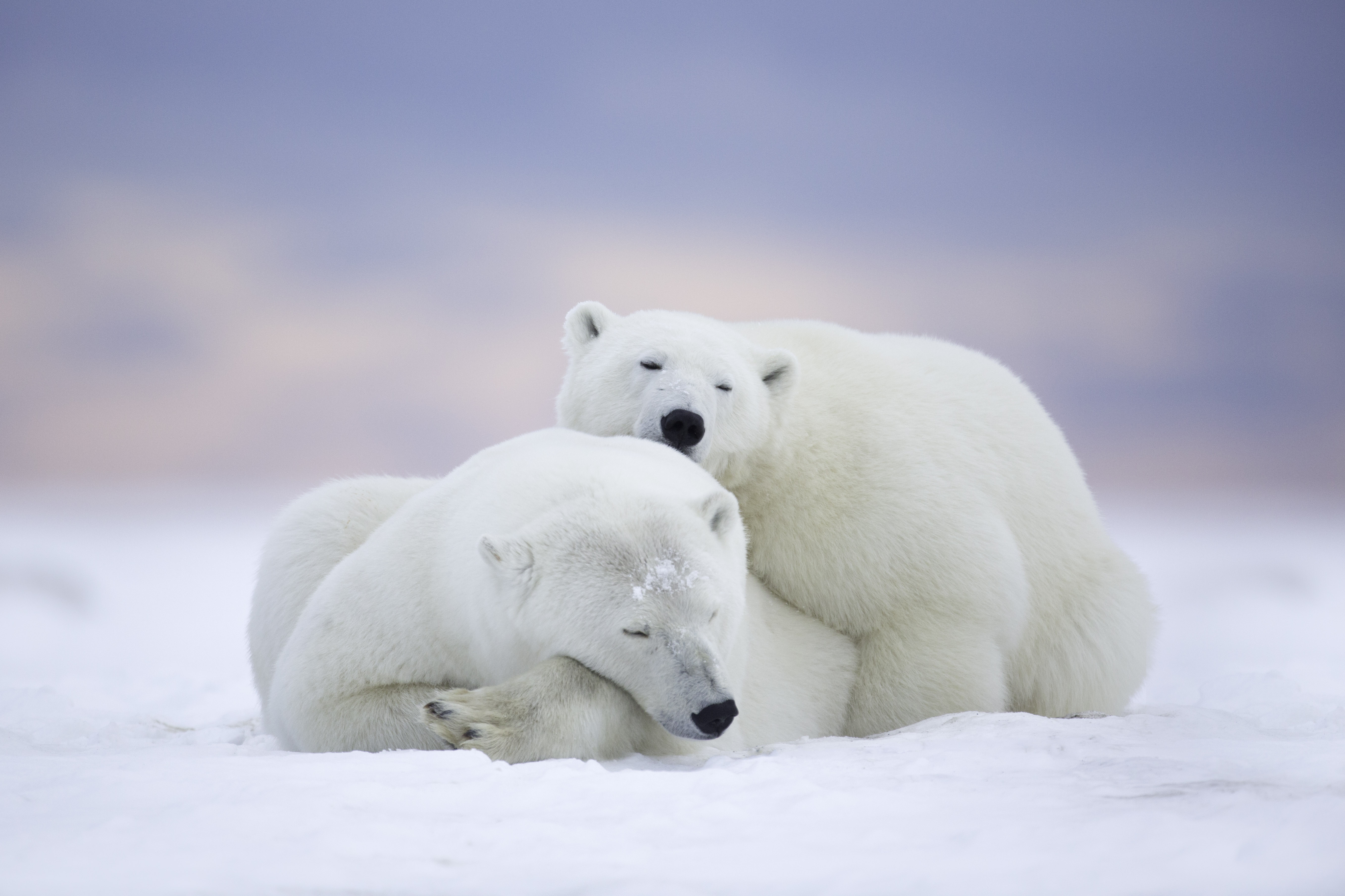 シロクマの壁紙のhd,シロクマ,くま,北極,シロクマ,北極海