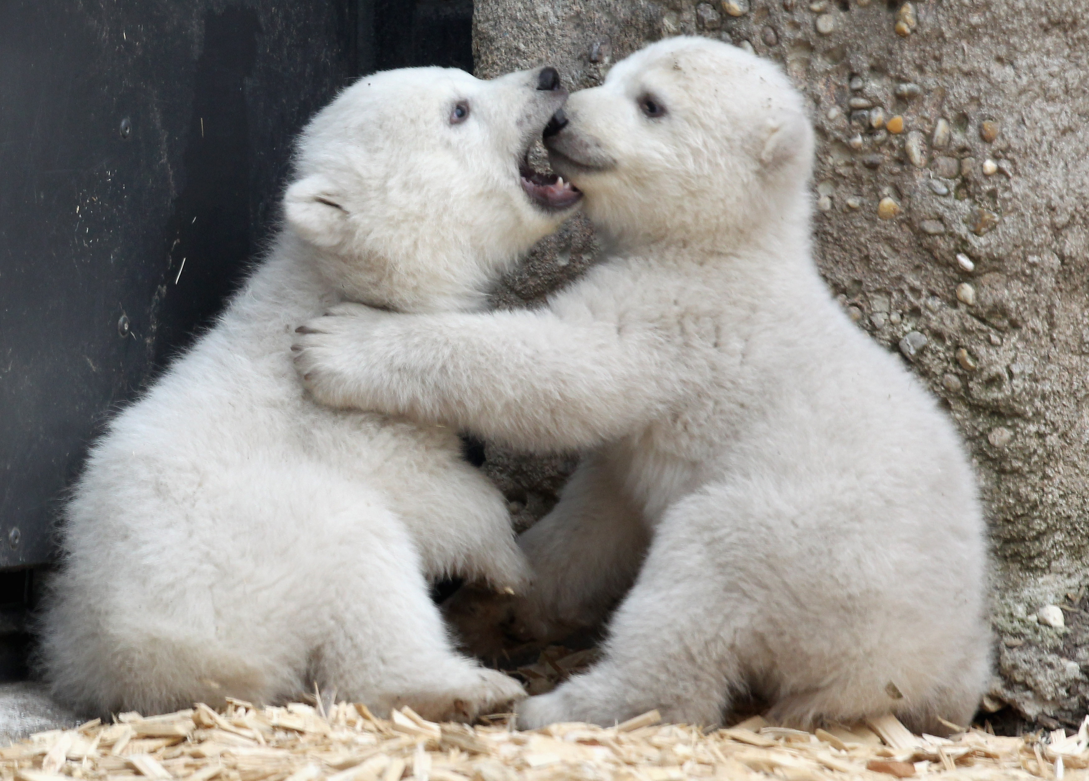 oso polar fondos de pantalla hd,oso polar,oso,animal terrestre,oso polar,hocico