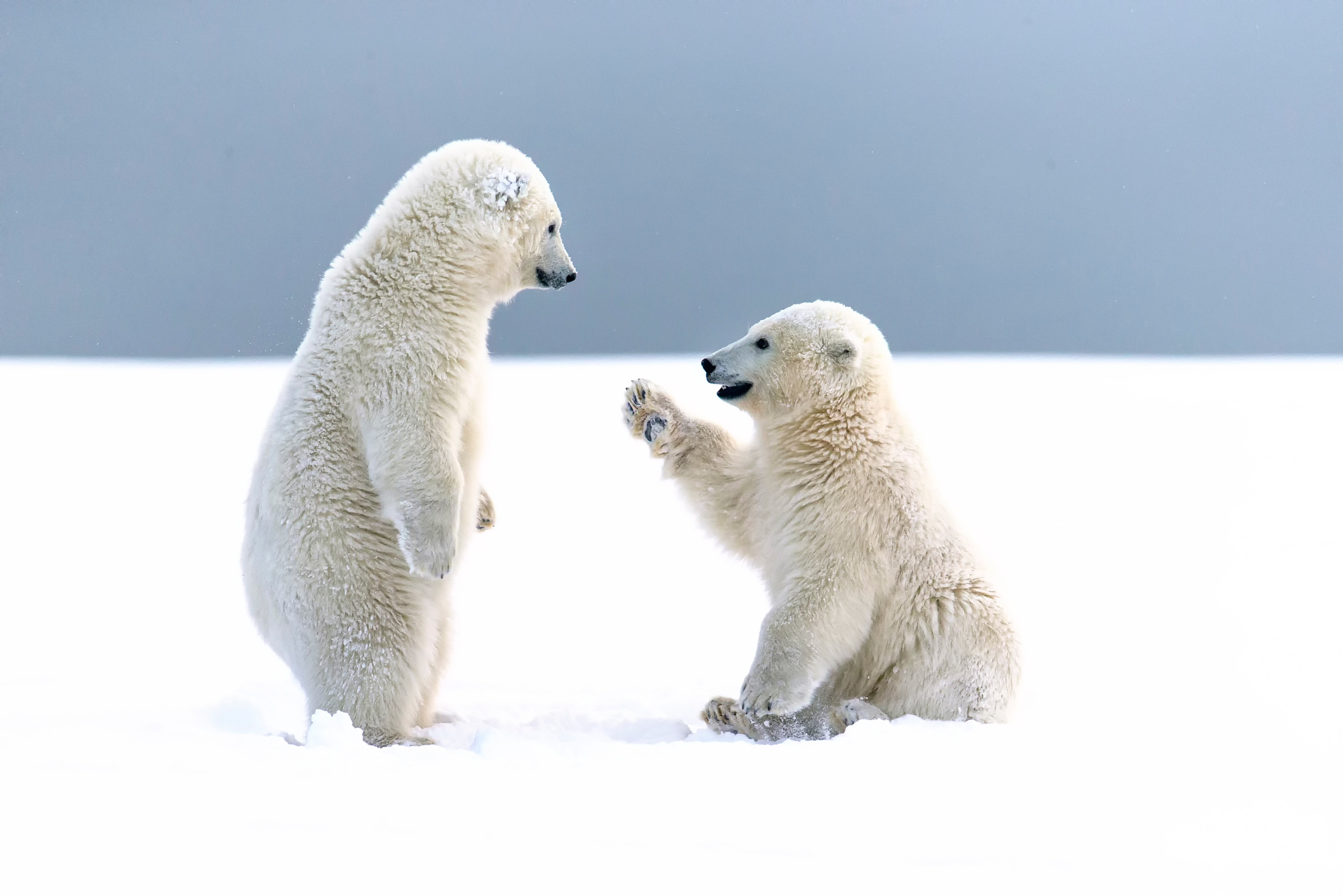 ours polaire fond d'écran hd,ours polaire,ours,ours polaire,arctique,animal terrestre