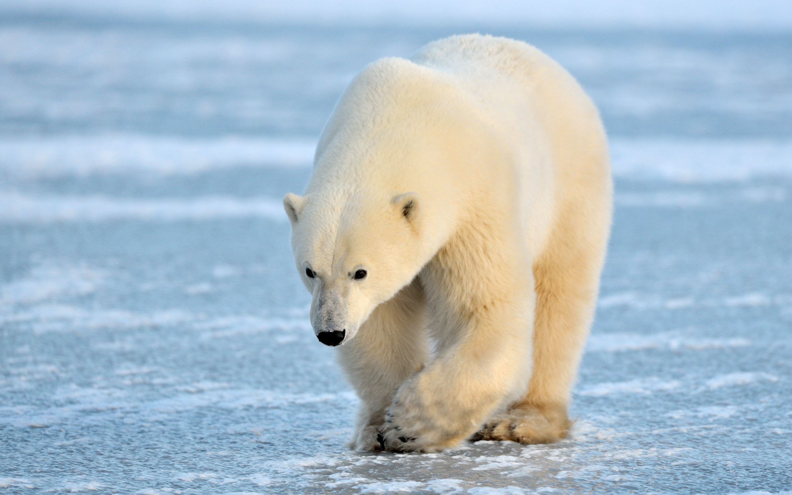ours polaire fond d'écran hd,ours polaire,ours,arctique,ours polaire,océan arctique
