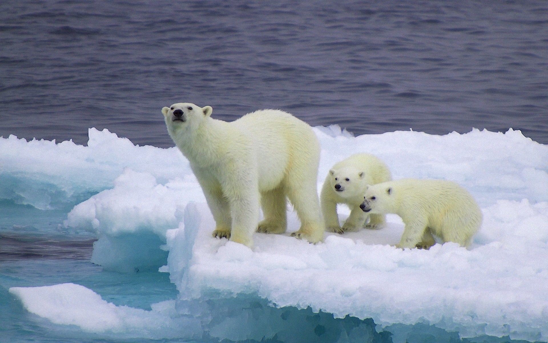 oso polar fondos de pantalla hd,oso polar,oso,ártico,océano ártico,oso polar