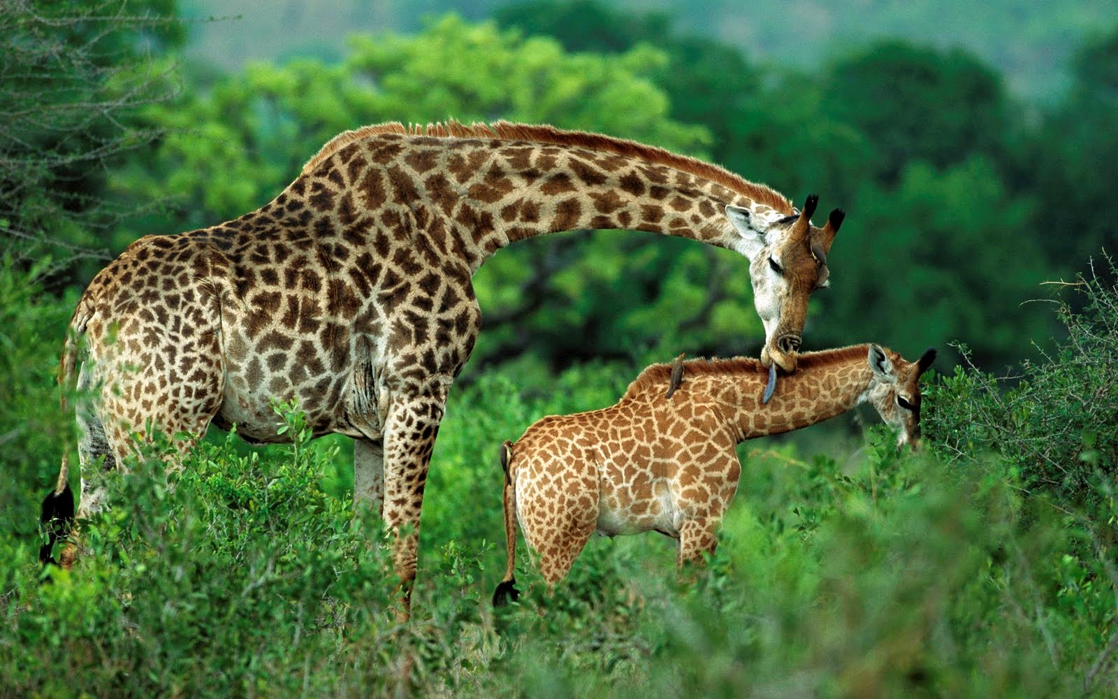 tiere wallpaper hd kostenloser download,landtier,tierwelt,giraffe,giraffidae,felidae