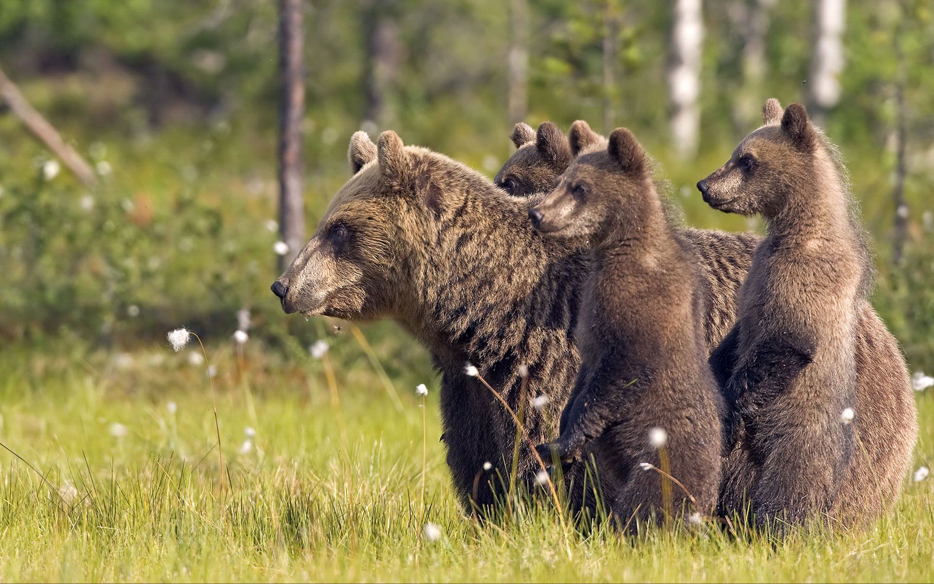 animals wallpaper hd free download,brown bear,mammal,vertebrate,grizzly bear,wildlife