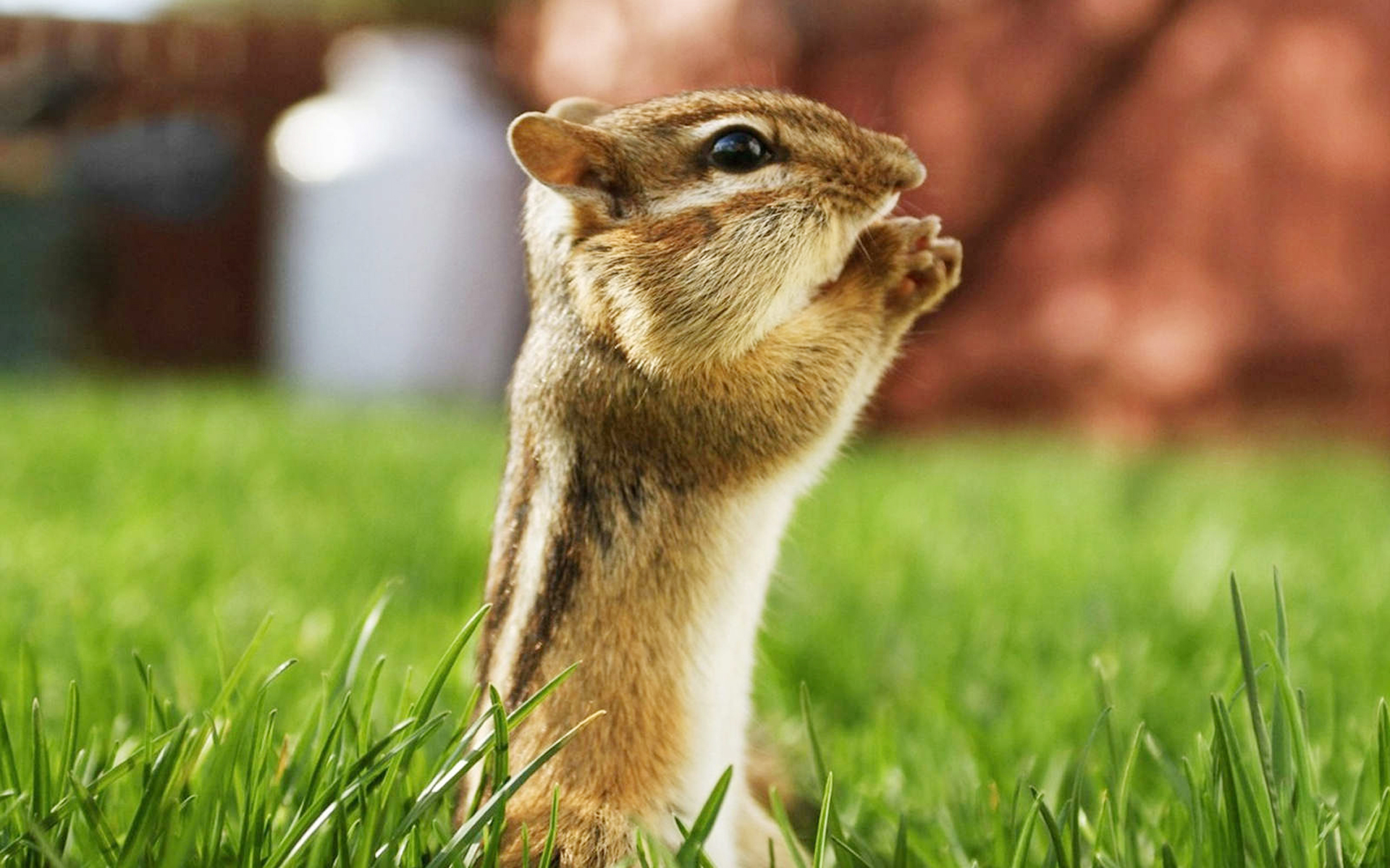 tiere wallpaper hd kostenloser download,eichhörnchen,chipmunk,gras,fuchs eichhörnchen,schnurrhaare