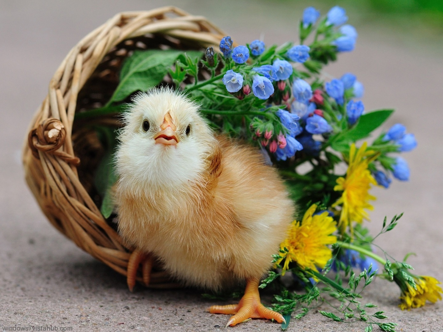 animaux fond d'écran hd téléchargement gratuit,oiseau,plante,faune