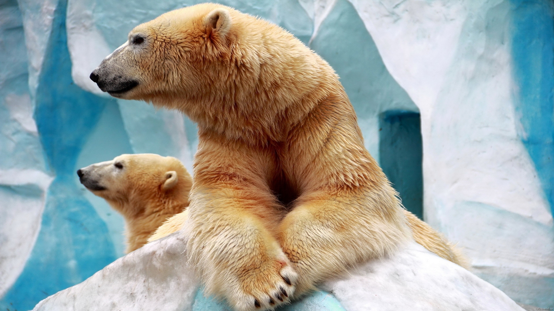 animaux fond d'écran hd téléchargement gratuit,ours polaire,ours,ours polaire,animal terrestre,museau