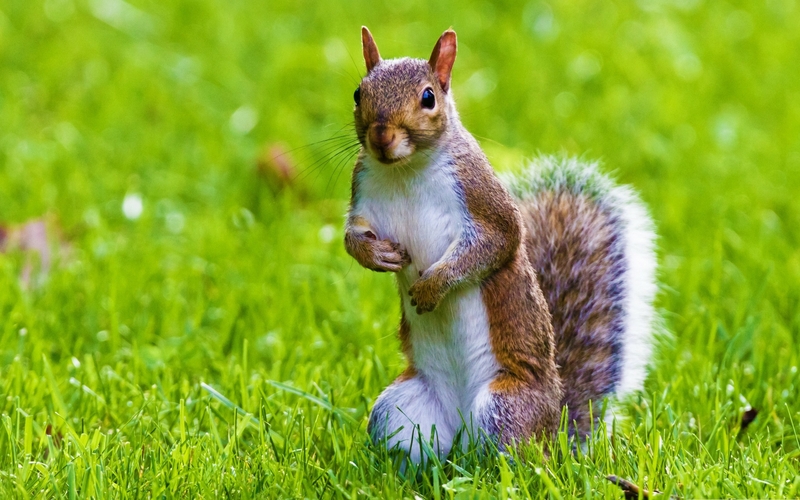 download gratuito di sfondi hd animali,scoiattolo,scoiattolo volpe,erba