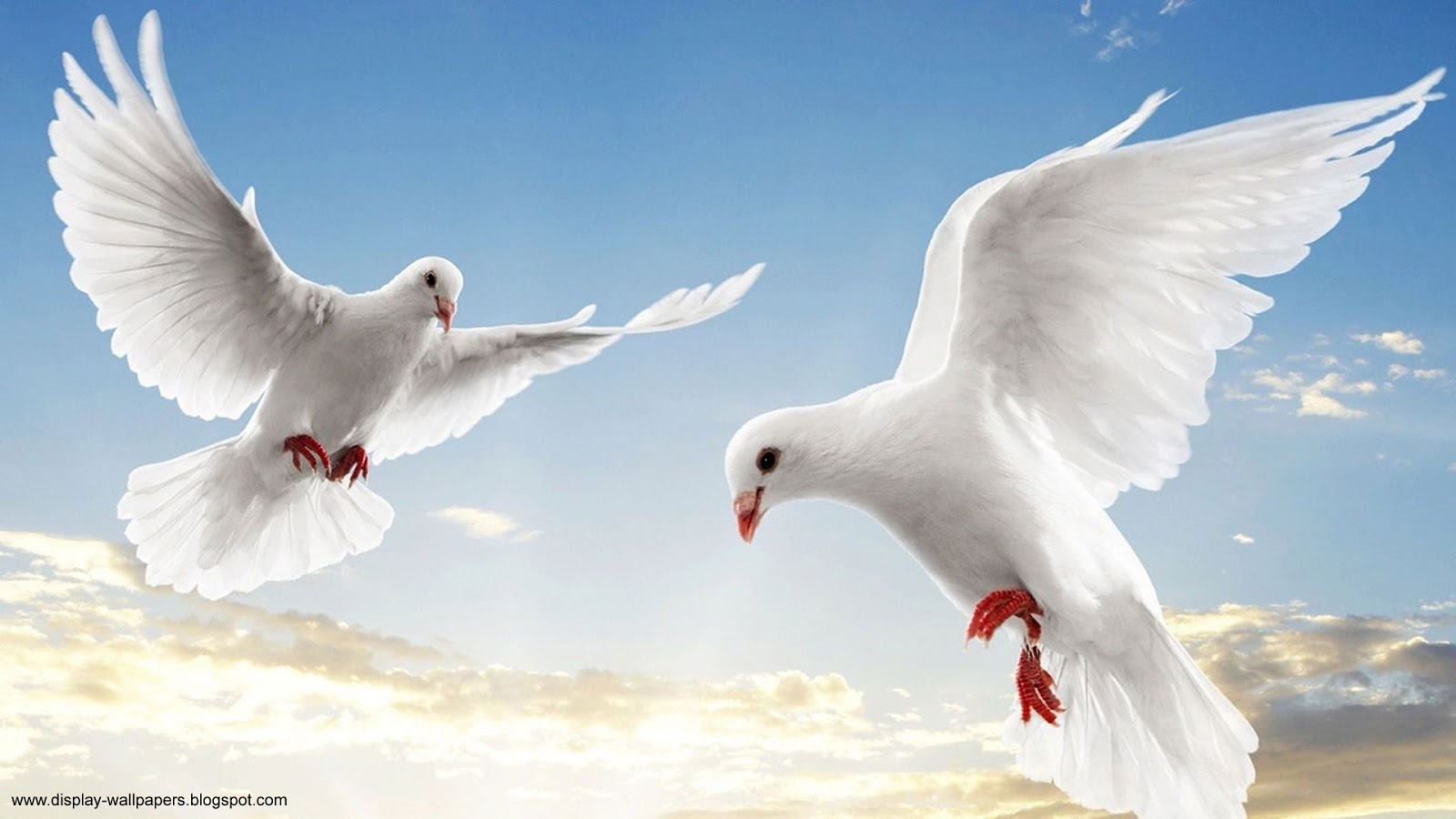 animals wallpaper hd free download,bird,sky,beak,pigeons and doves,rock dove